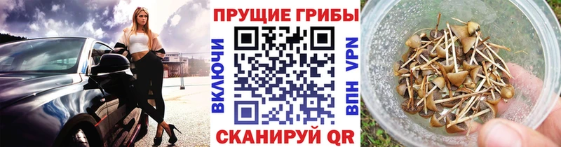 Галлюциногенные грибы Cubensis Гурьевск